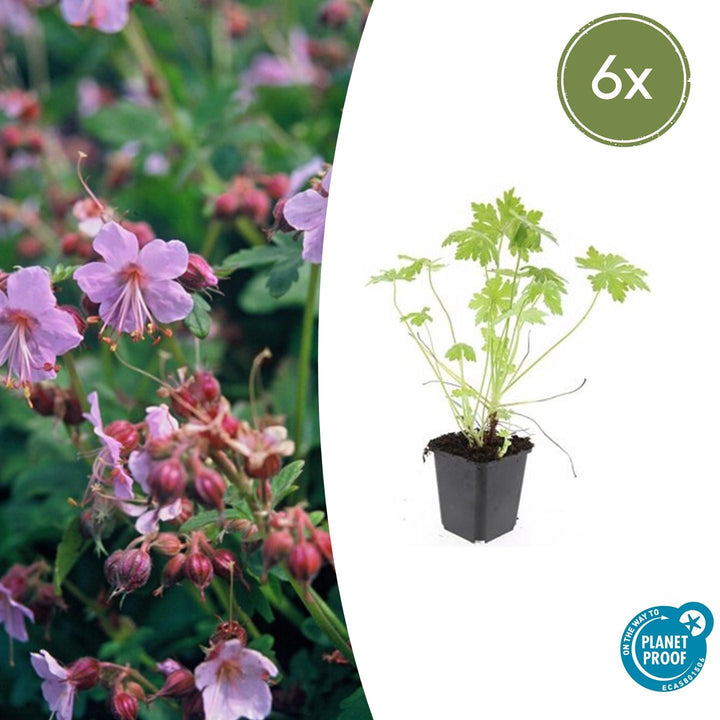 Geranium Macrorrhizum - 20cm - Acheter une plante d'intérieur