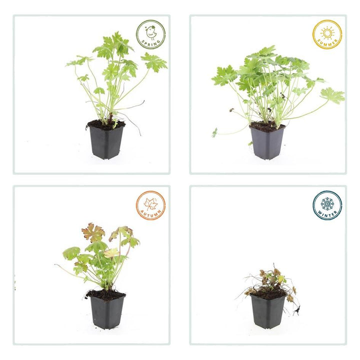 Geranium Macrorrhizum - 20cm - Acheter une plante d'intérieur