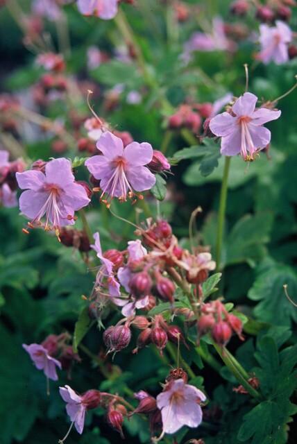 Geranium Macrorrhizum - 20cm - Acheter une plante d'intérieur