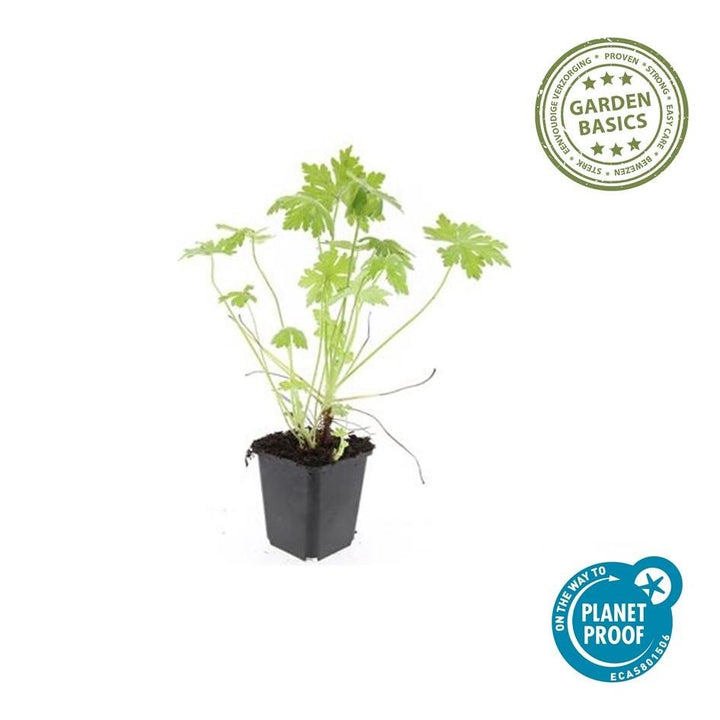 Geranium Macrorrhizum - 20cm - Acheter une plante d'intérieur