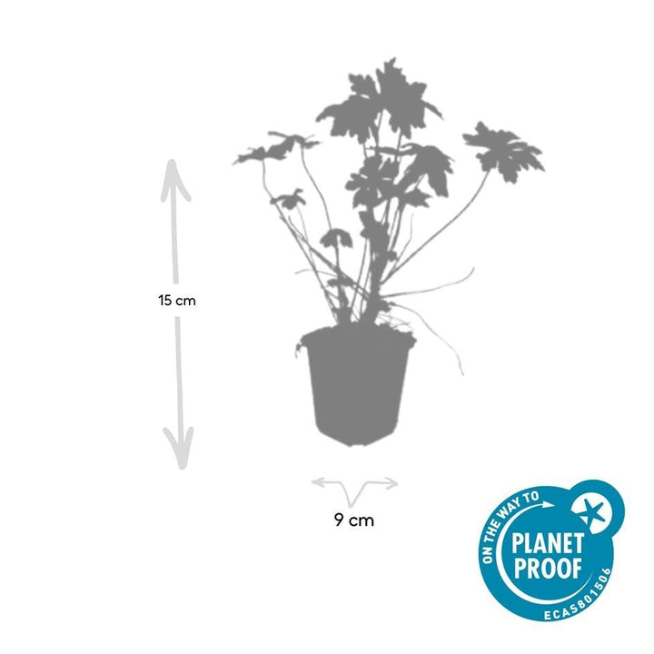 Geranium Macrorrhizum - 20cm - Acheter une plante d'intérieur