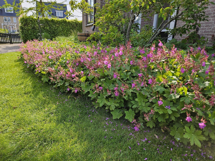 Geranium Macrorrhizum - 20cm - Acheter une plante d'intérieur