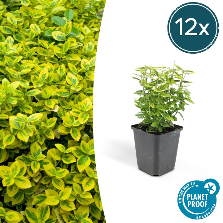 Fusain de Fortune 'Emerald 'n Gold' - 20cm