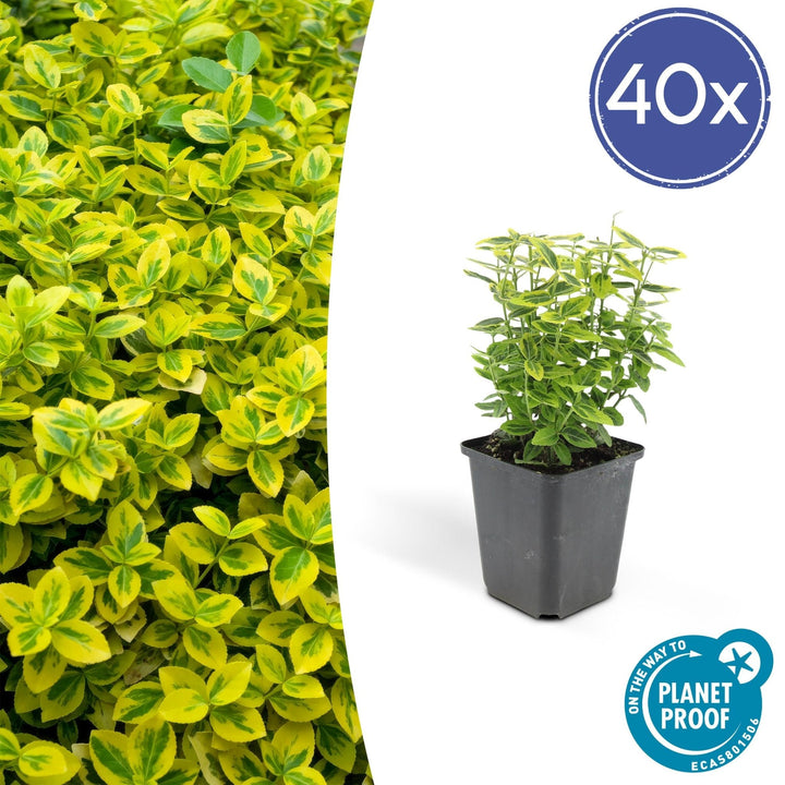 Fusain de Fortune 'Emerald 'n Gold' - 20cm