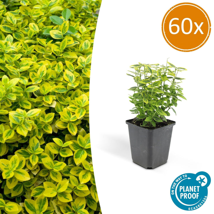 Fusain de Fortune 'Emerald 'n Gold' - 20cm