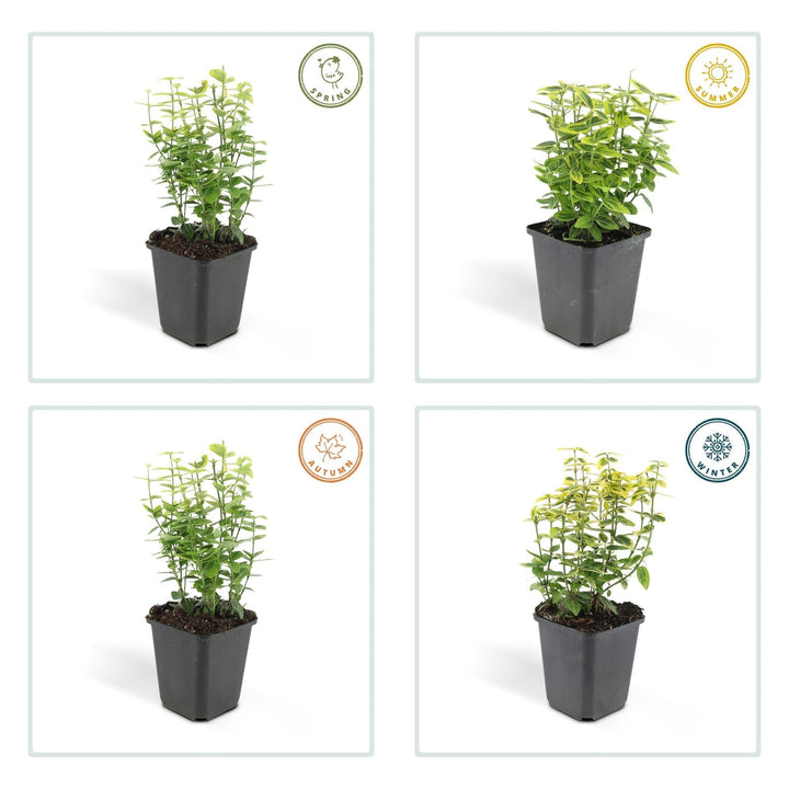 Fusain de Fortune 'Emerald 'n Gold' - 20cm