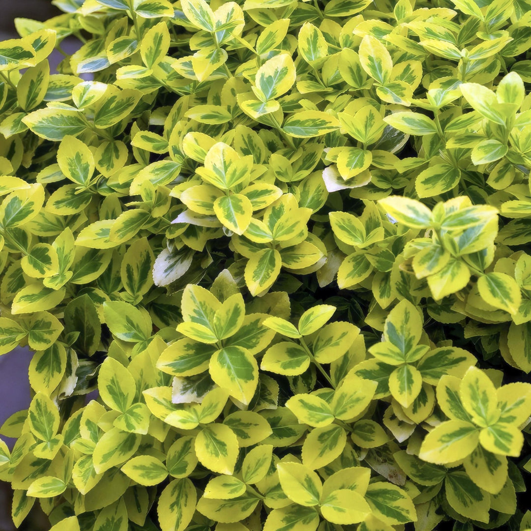 Fusain de Fortune 'Emerald 'n Gold' - 20cm