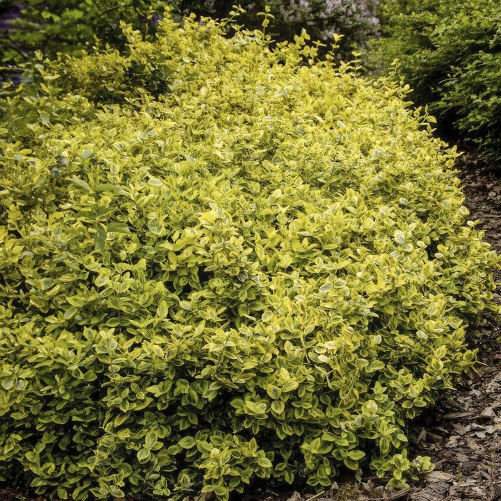 Fusain de Fortune 'Emerald 'n Gold' - 20cm