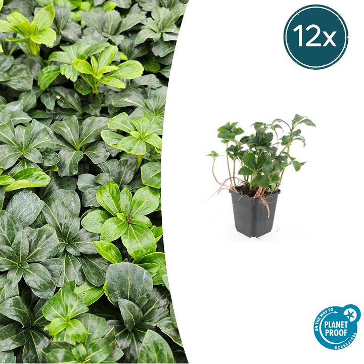 Pachysandra Terminalis 'Green Sheen' - 20cm - Vaste Bodembedekker