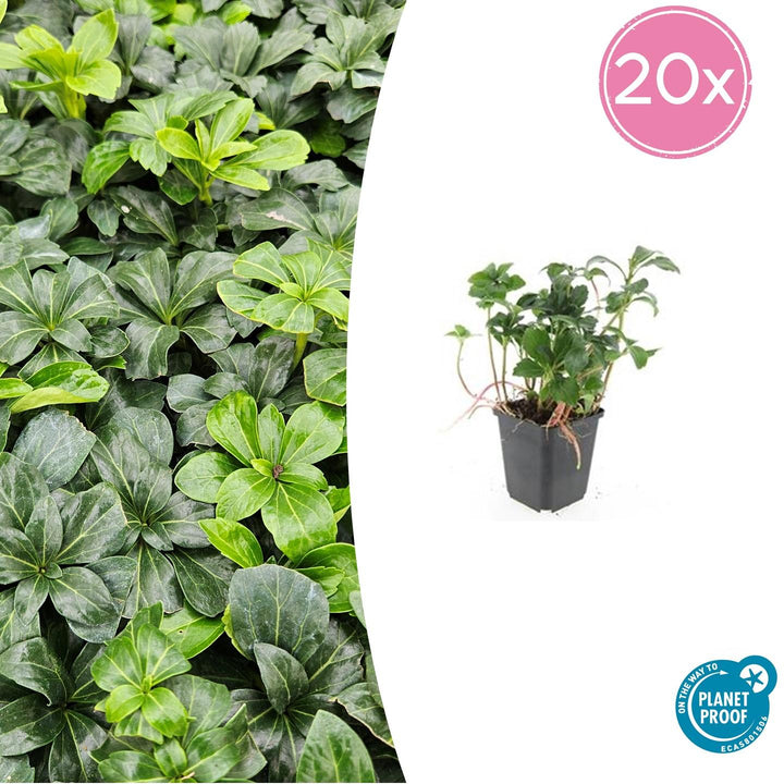 Pachysandra Terminalis 'Green Sheen' - 20cm - Vaste Bodembedekker