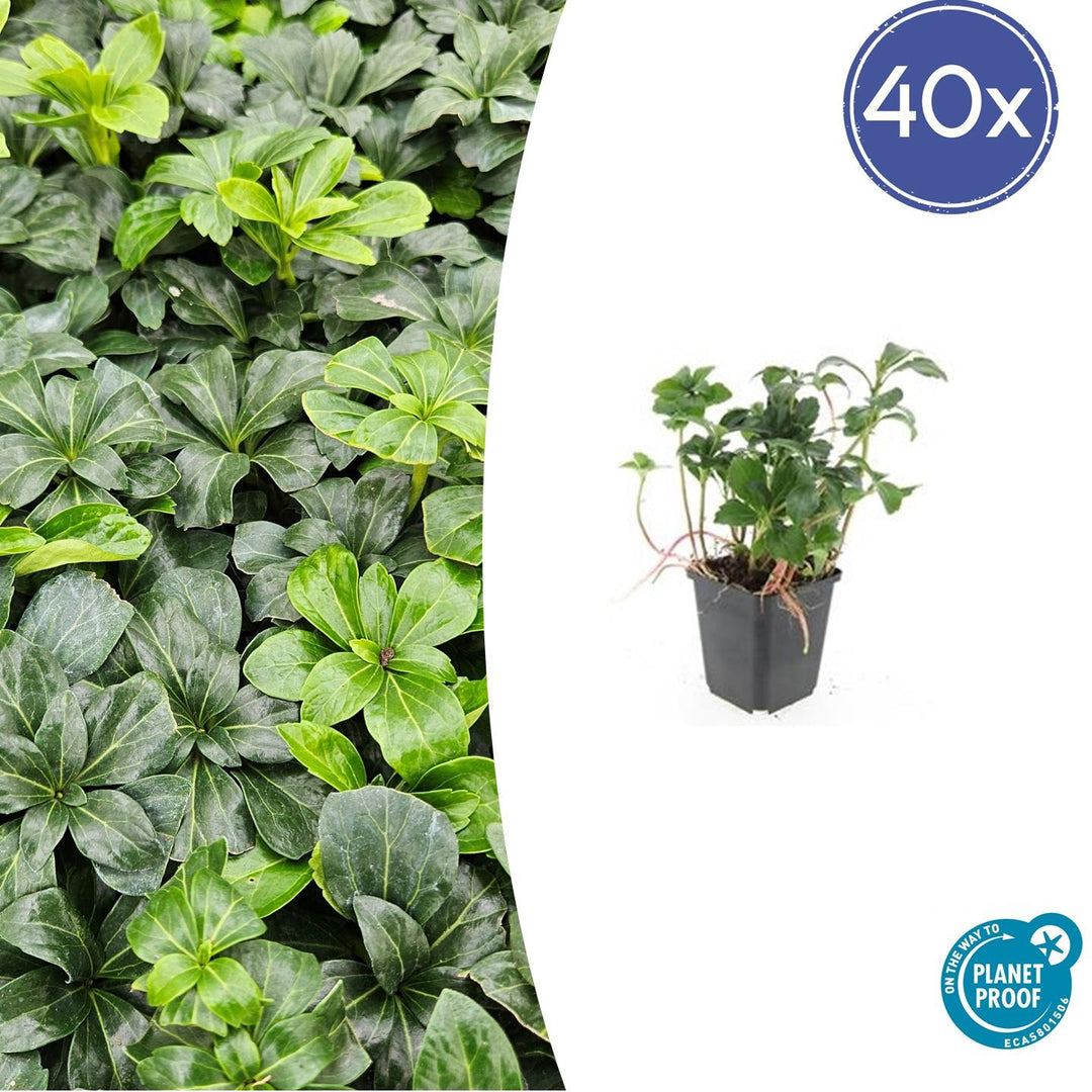 Pachysandra Terminalis 'Green Sheen' - 20cm - Vaste Bodembedekker