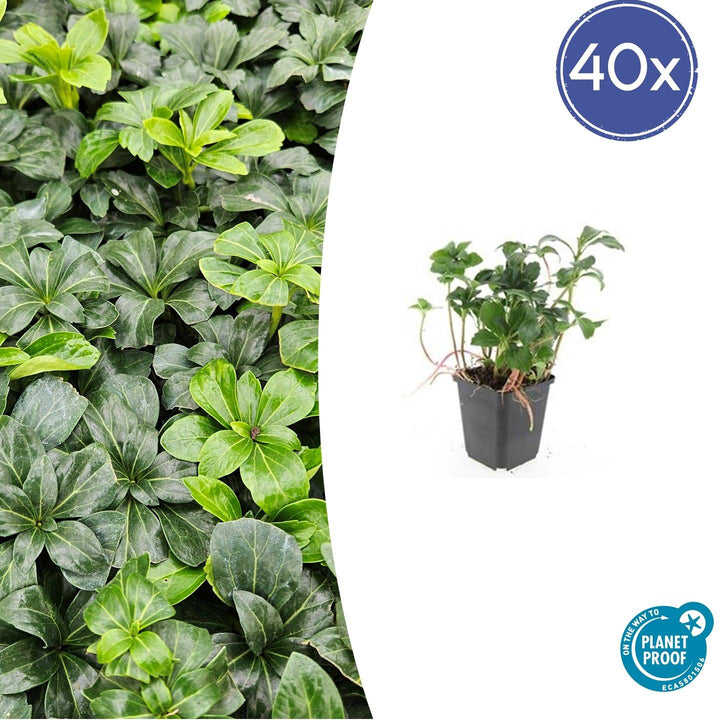 Pachysandra Terminalis 'Green Sheen' - 20cm - Vaste Bodembedekker