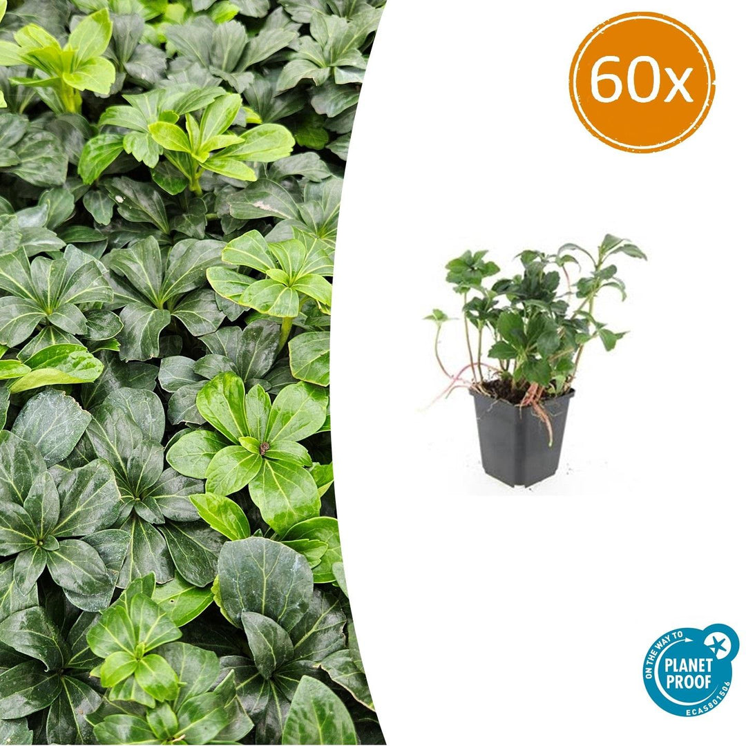 Pachysandra Terminalis 'Green Sheen' - 20cm - Vaste Bodembedekker