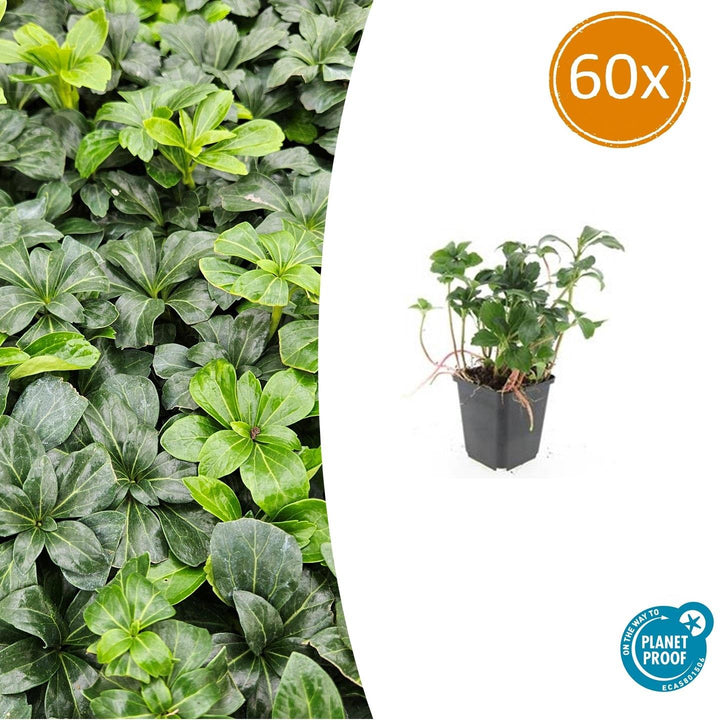 Pachysandra Terminalis 'Green Sheen' - 20cm - Vaste Bodembedekker