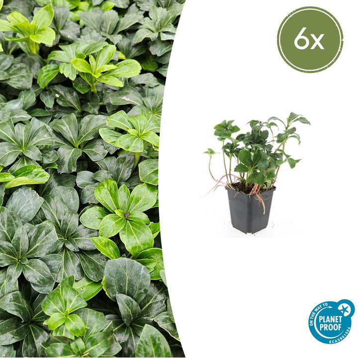 Pachysandra Terminalis 'Green Sheen' - 20cm - Vaste Bodembedekker