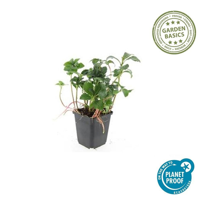 Pachysandra Terminalis 'Green Sheen' - 20cm - Vaste Bodembedekker