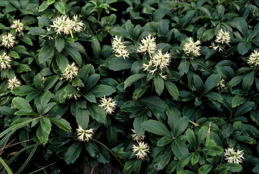 Pachysandra Terminalis 'Green Sheen' - 20cm - Vaste Bodembedekker
