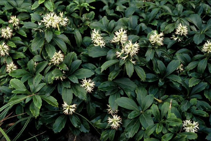 Pachysandra Terminalis 'Green Sheen' - 20cm - Vaste Bodembedekker