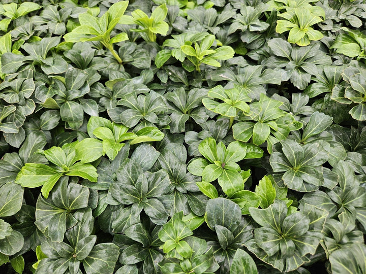 Pachysandra Terminalis 'Green Sheen' - 20cm - Vaste Bodembedekker