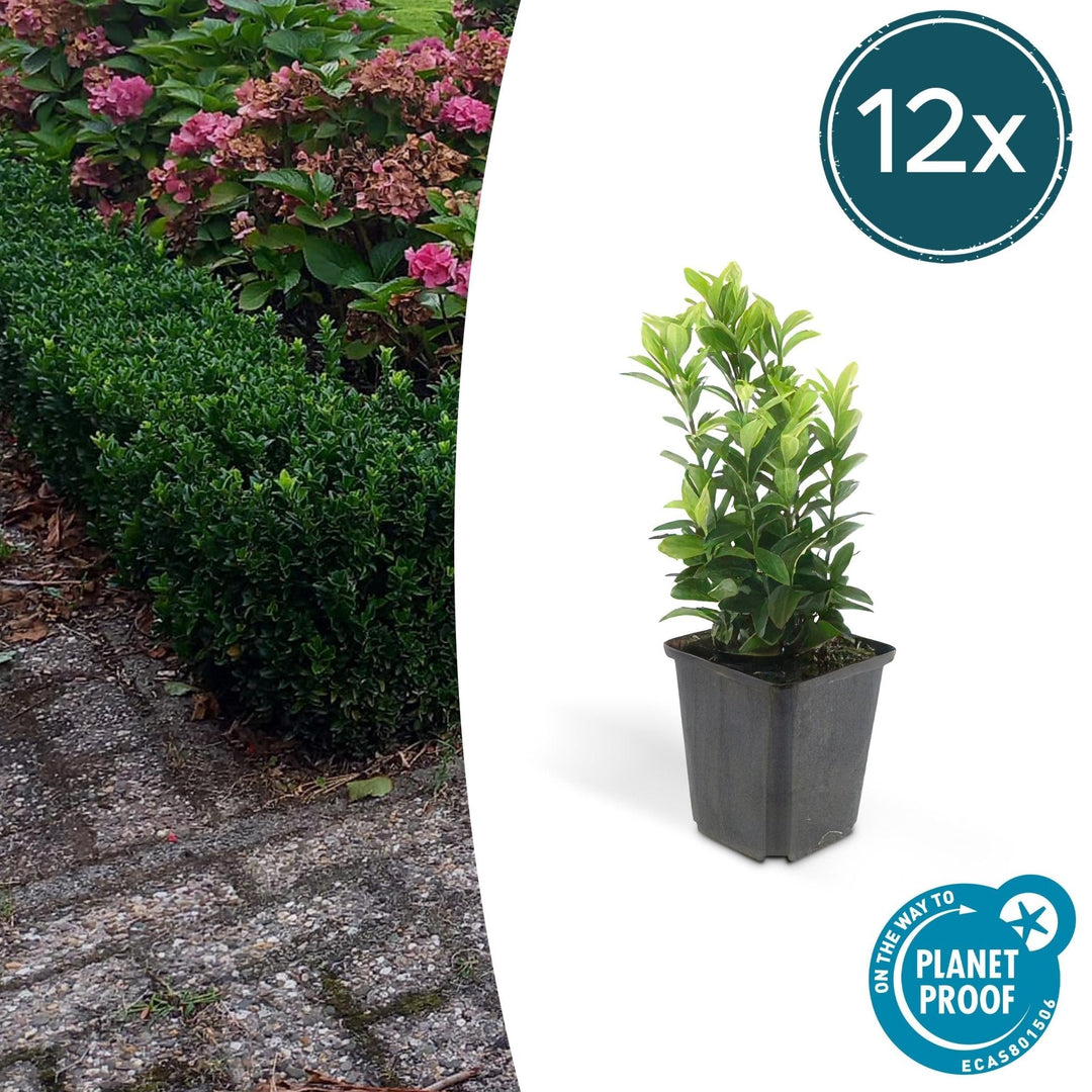 Euonymus Japonicus 'Green Spire' - 20cm - Acheter une plante d'intérieur
