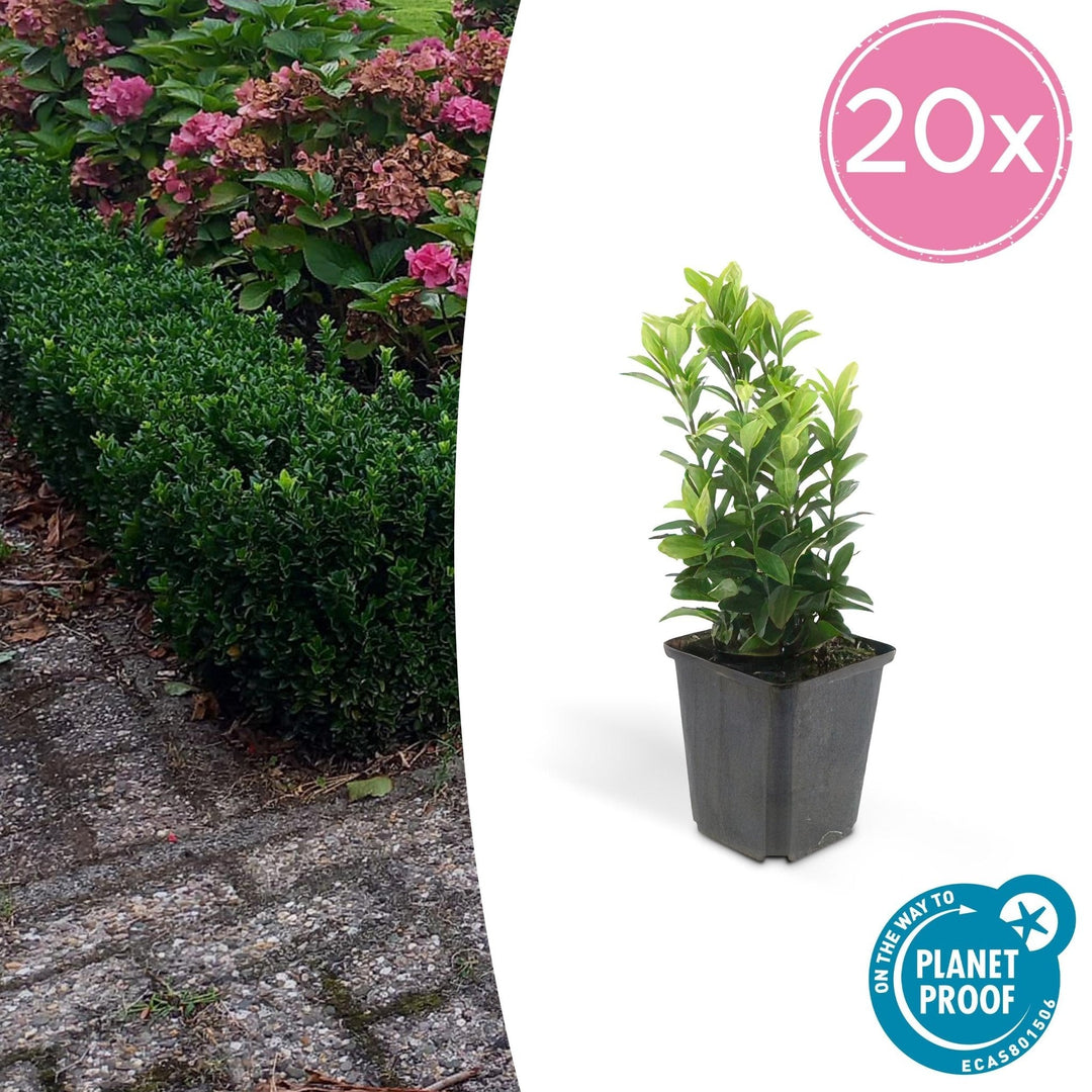 Euonymus Japonicus 'Green Spire' - 20cm - Acheter une plante d'intérieur