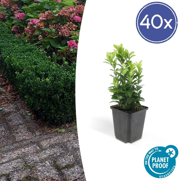Euonymus Japonicus 'Green Spire' - 20cm - Acheter une plante d'intérieur