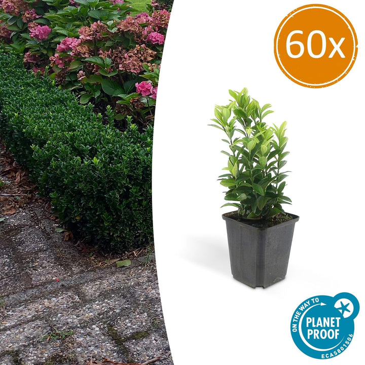 Euonymus Japonicus 'Green Spire' - 20cm - Acheter une plante d'intérieur
