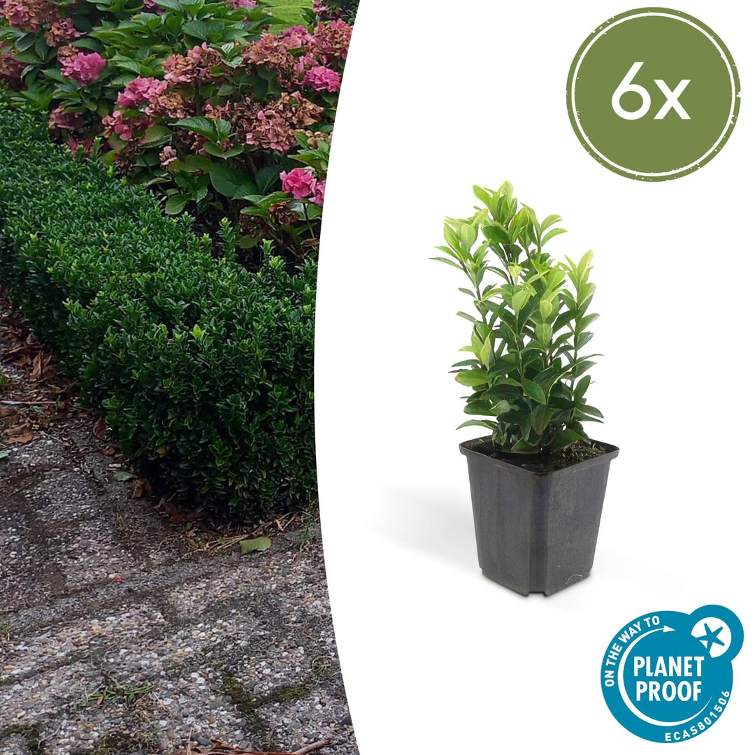 Euonymus Japonicus 'Green Spire' - 20cm - Acheter une plante d'intérieur