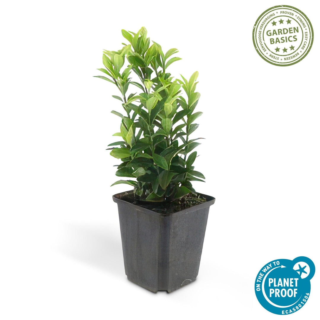 Euonymus Japonicus 'Green Spire' - 20cm - Acheter une plante d'intérieur