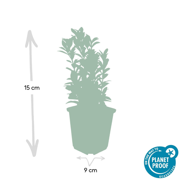 Euonymus Japonicus 'Green Spire' - 20cm - Acheter une plante d'intérieur