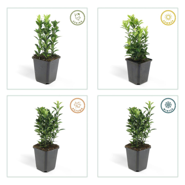 Euonymus Japonicus 'Green Spire' - 20cm - Acheter une plante d'intérieur