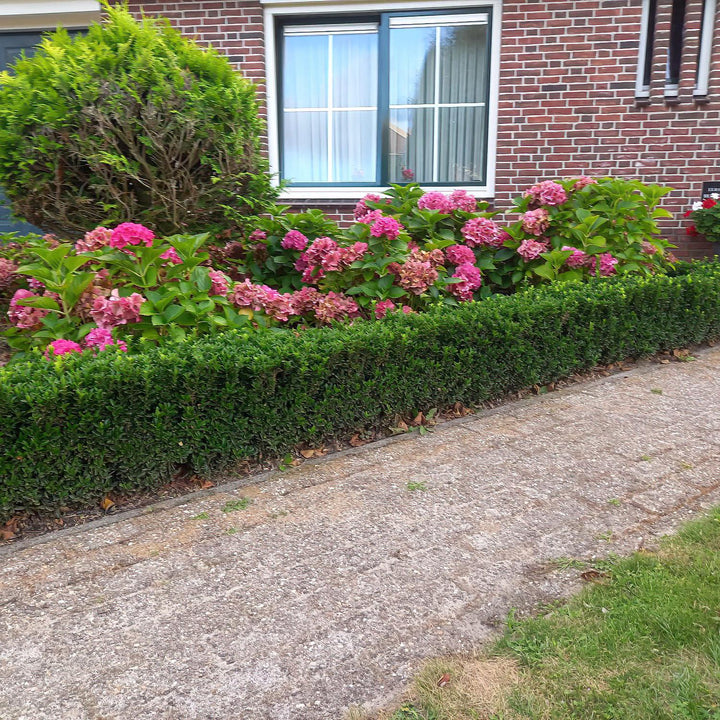 Euonymus Japonicus 'Green Spire' - 20cm - Acheter une plante d'intérieur