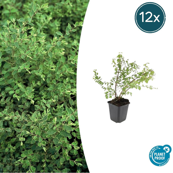 Symphoricarpos Chenaultii 'Hancock' - 20cm