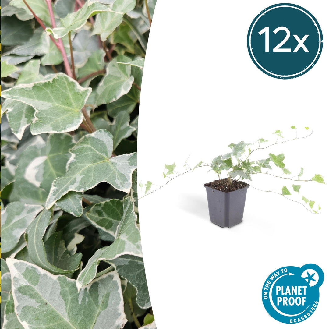 Hedera Helix 'Glacier' - 20cm - Klimop - Klimop Kamerplant