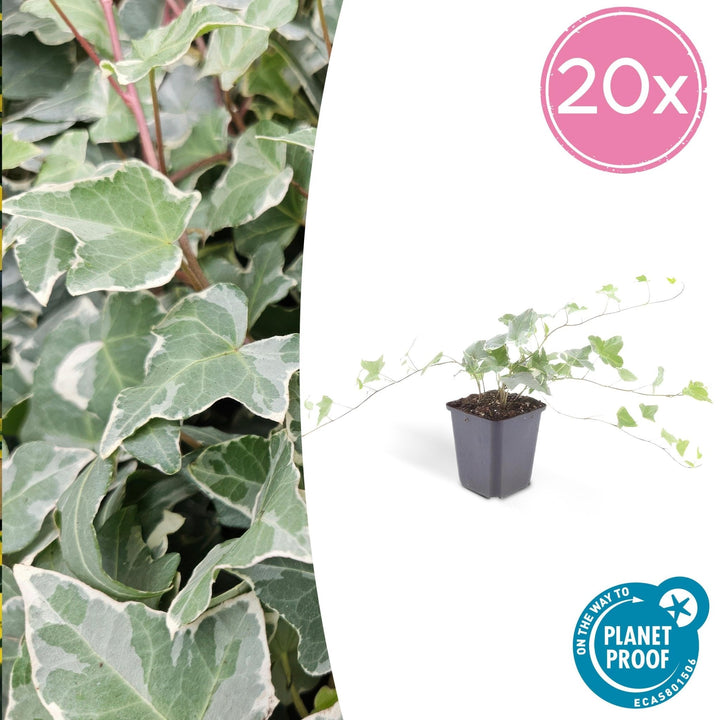 Hedera Helix 'Glacier' - 20cm - Klimop - Klimop Kamerplant
