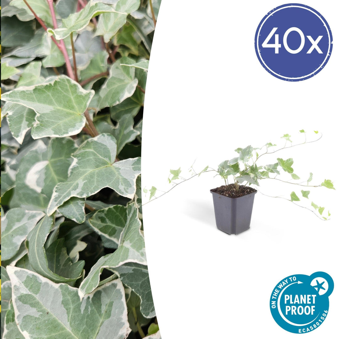 Hedera Helix 'Glacier' - 20cm - Klimop - Klimop Kamerplant