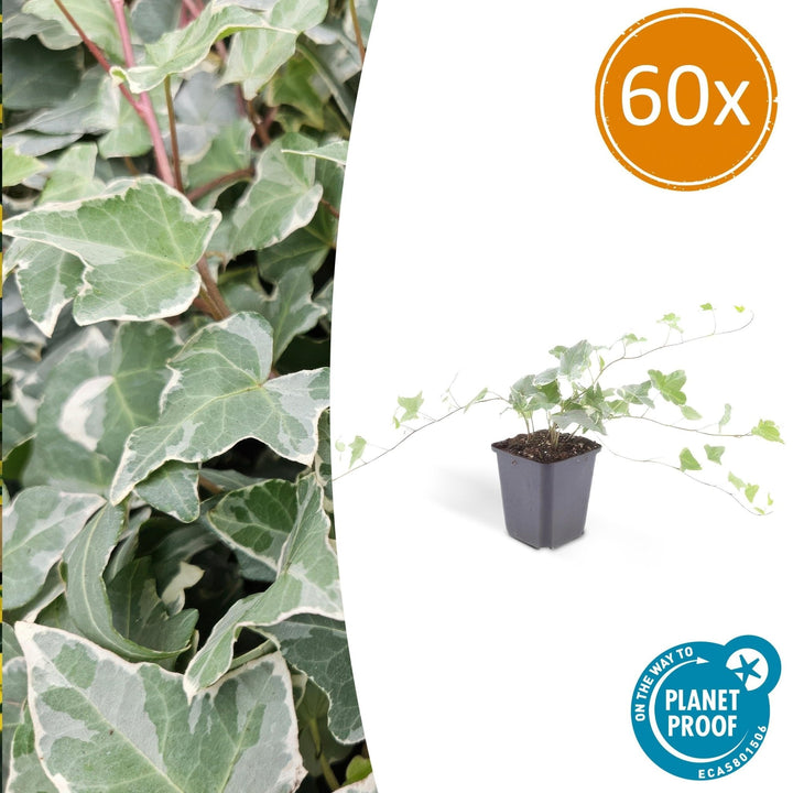 Hedera Helix 'Glacier' - 20cm - Klimop - Klimop Kamerplant