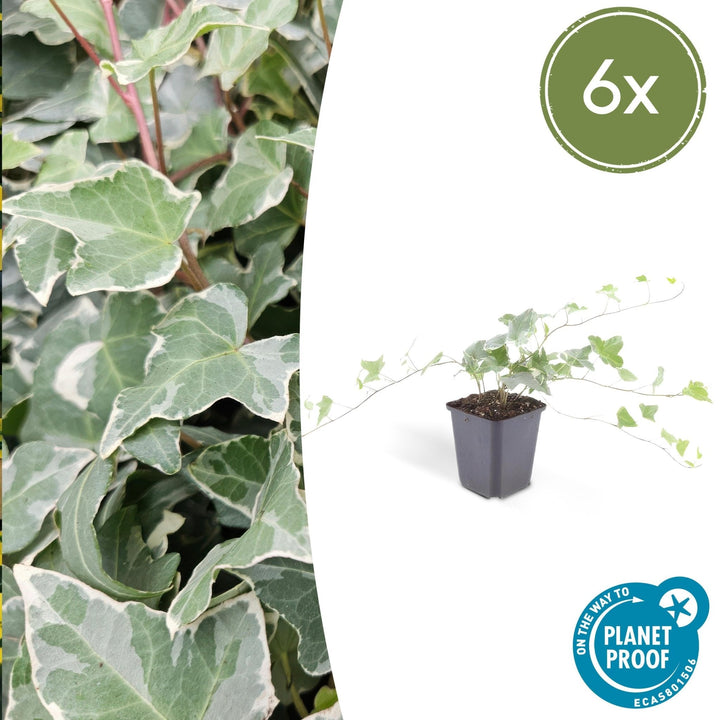 Hedera Helix 'Glacier' - 20cm - Klimop - Klimop Kamerplant
