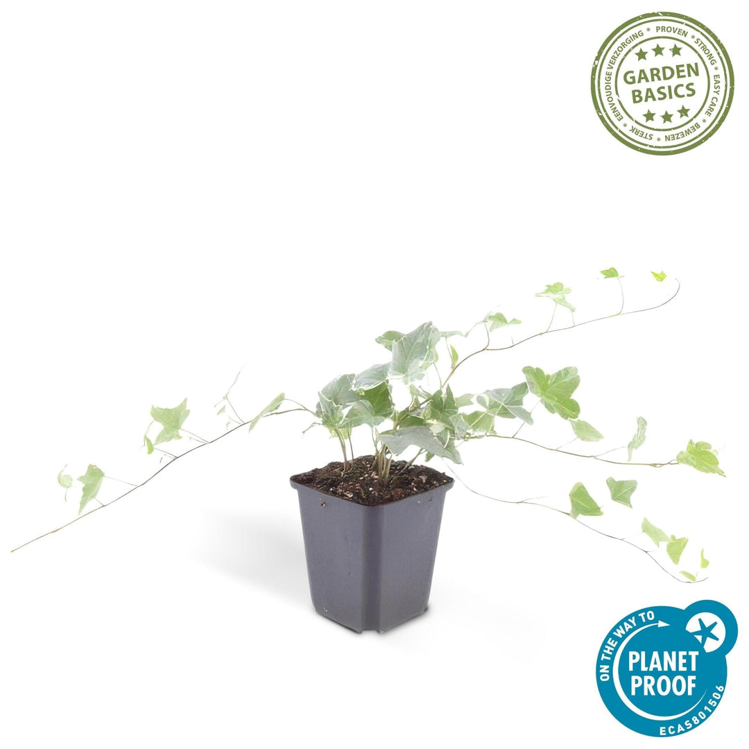 Hedera Helix 'Glacier' - 20cm - Klimop - Klimop Kamerplant