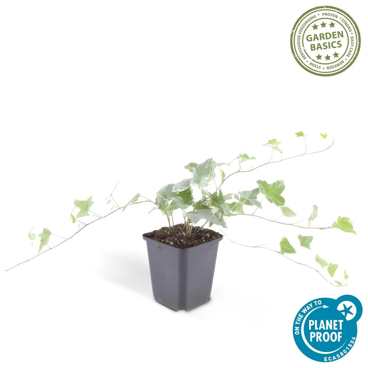 Hedera Helix 'Glacier' - 20cm - Klimop - Klimop Kamerplant