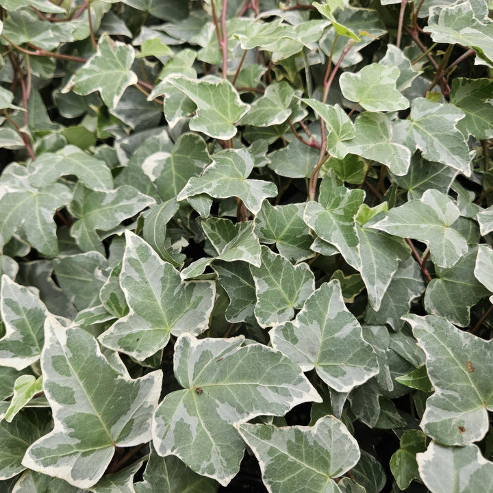 Hedera Helix 'Glacier' - 20cm - Klimop - Klimop Kamerplant