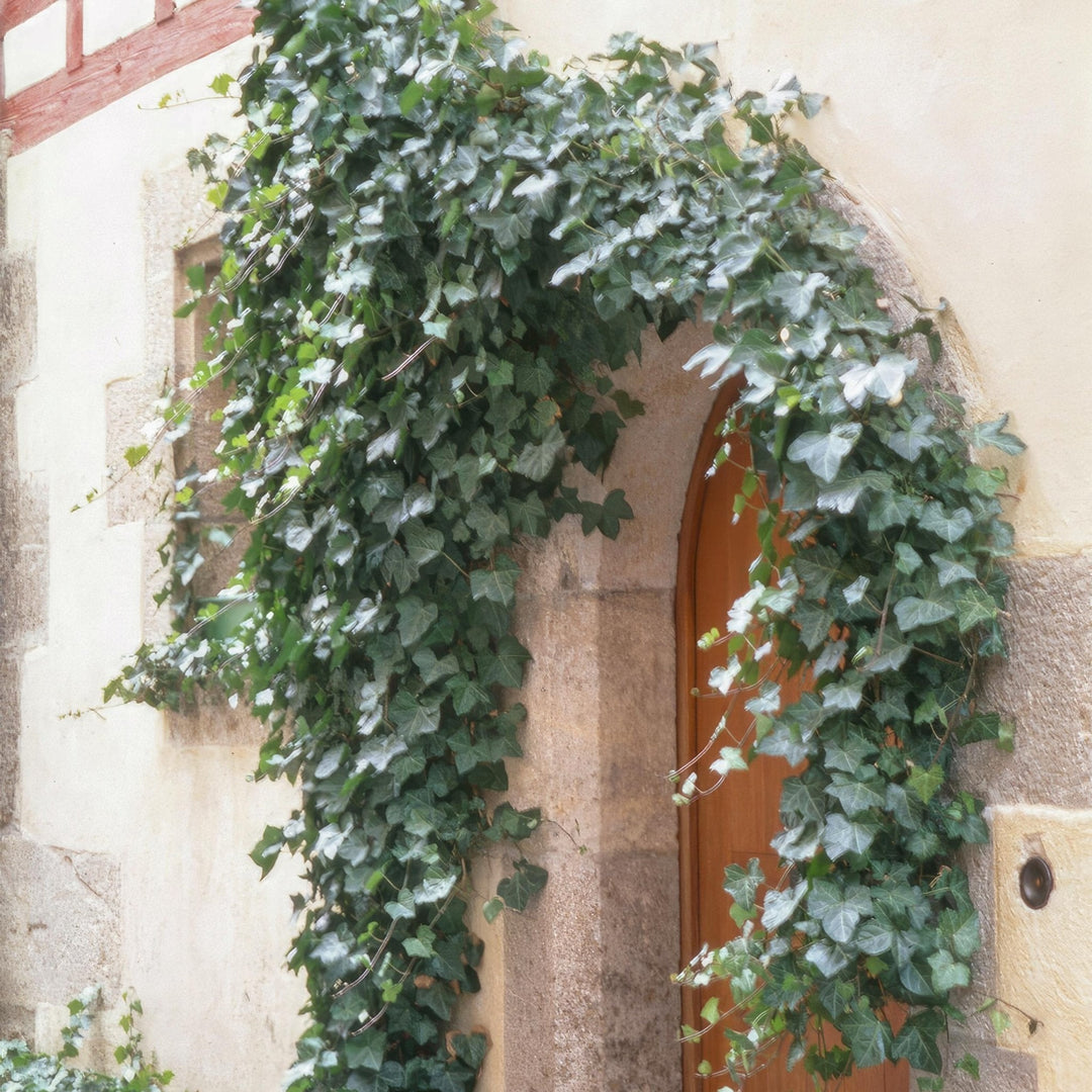 Hedera Helix 'Glacier' - 20cm - Klimop - Klimop Kamerplant