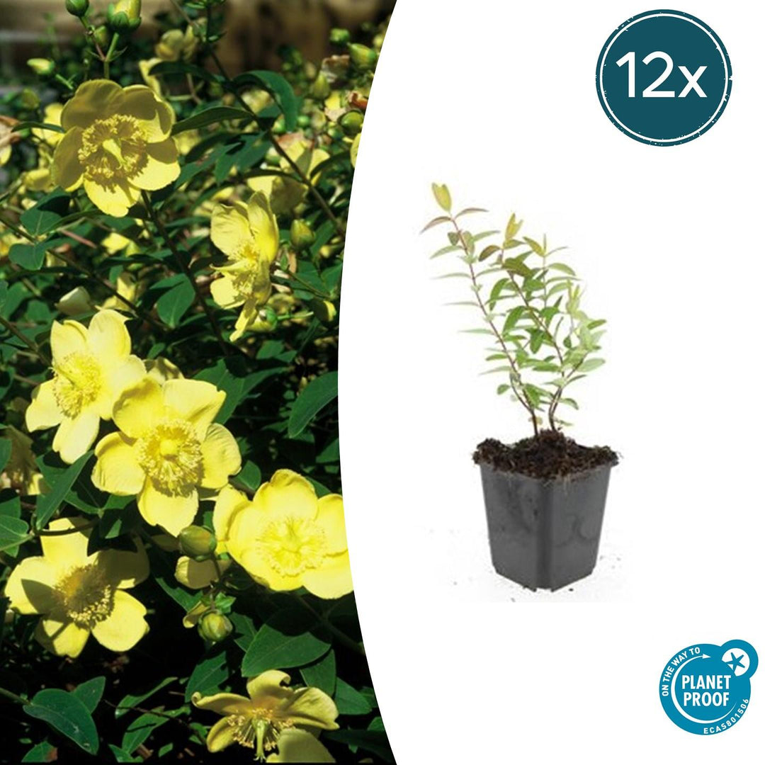 Hypericum 'Hidcote' - 20cm - Kamerplant Kopen