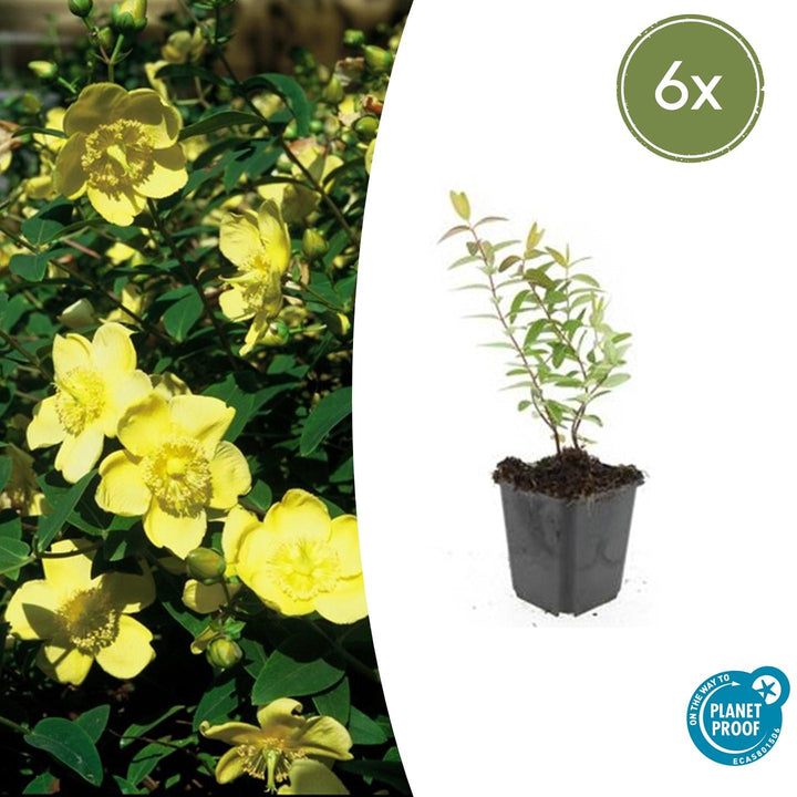Hypericum 'Hidcote' - 20cm - Kamerplant Kopen