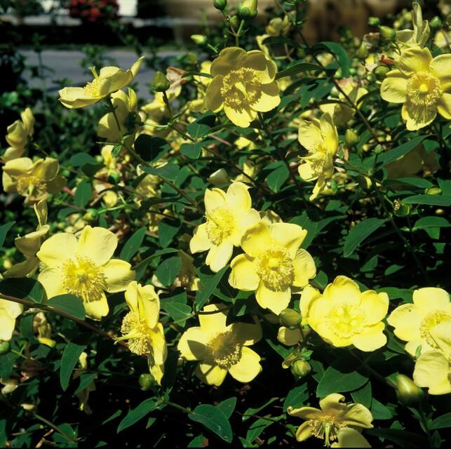 Hypericum 'Hidcote' - 20cm - Kamerplant Kopen