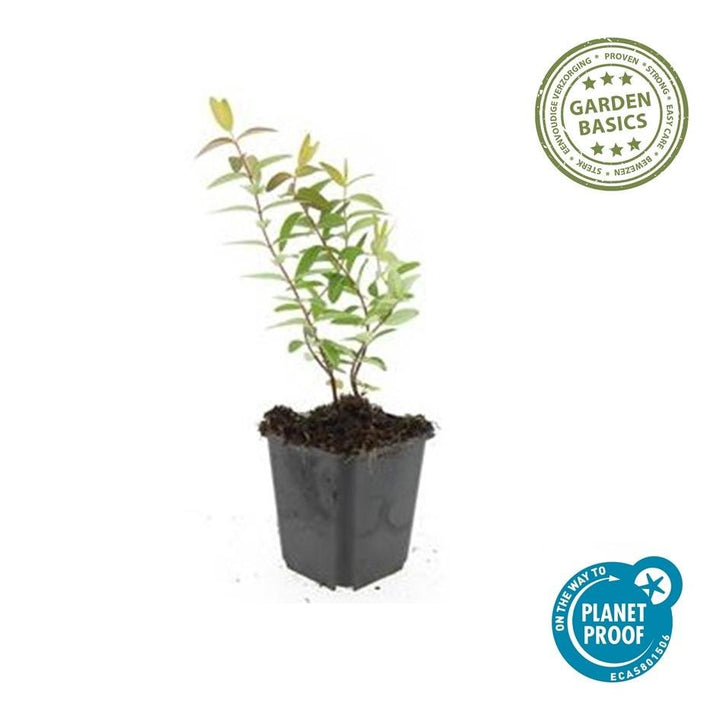Hypericum 'Hidcote' - 20cm - Kamerplant Kopen