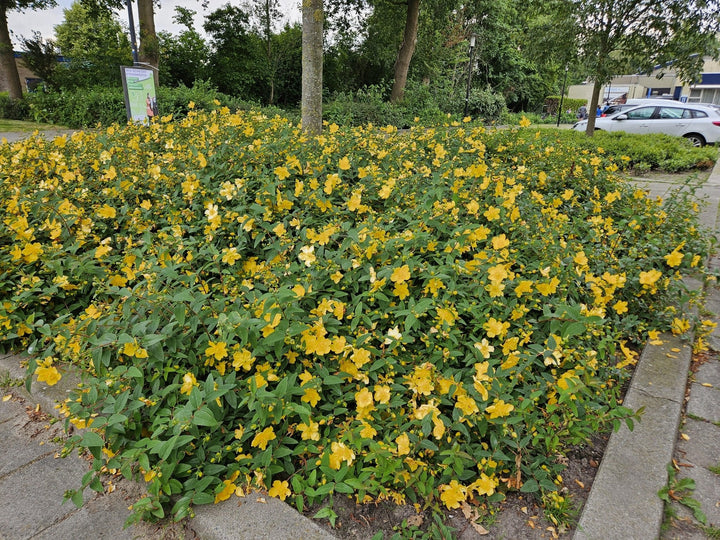 Hypericum 'Hidcote' - 20cm - Kamerplant Kopen