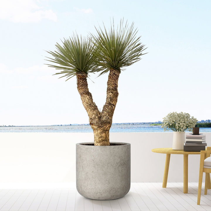 Yucca Rostrata Hidra - 200 cm - Blauwe Palmlelie Buiten