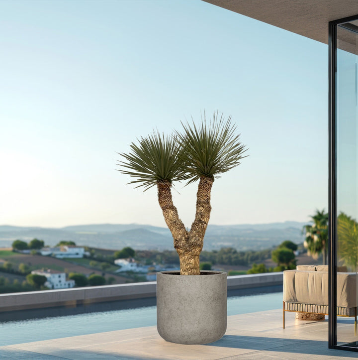 Yucca Rostrata Hidra - 200 cm - Blauwe Palmlelie Buiten