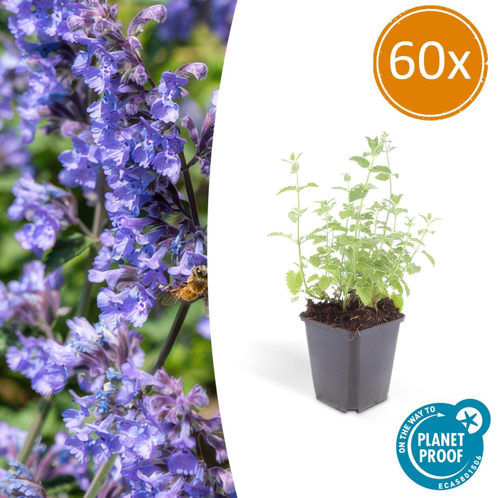 Nepeta 'Six Hills Giant' - 20cm - Acheter une plante d'intérieur